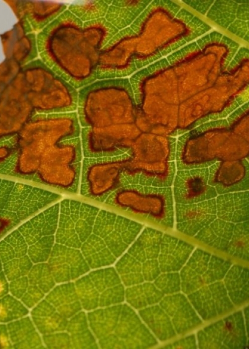 Merlot Blatt 3